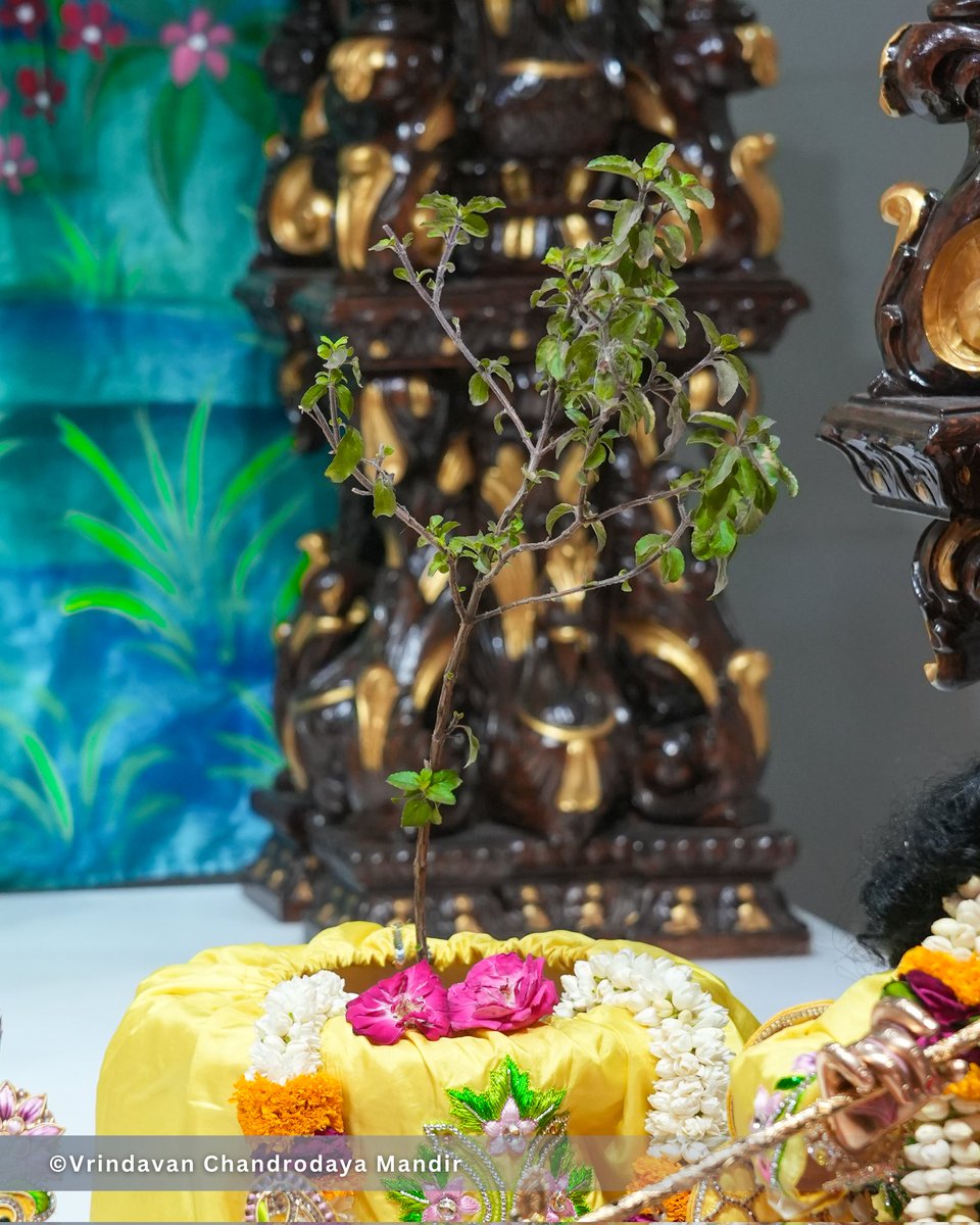 Vrindavan Chandrodaya Mandir tweet media