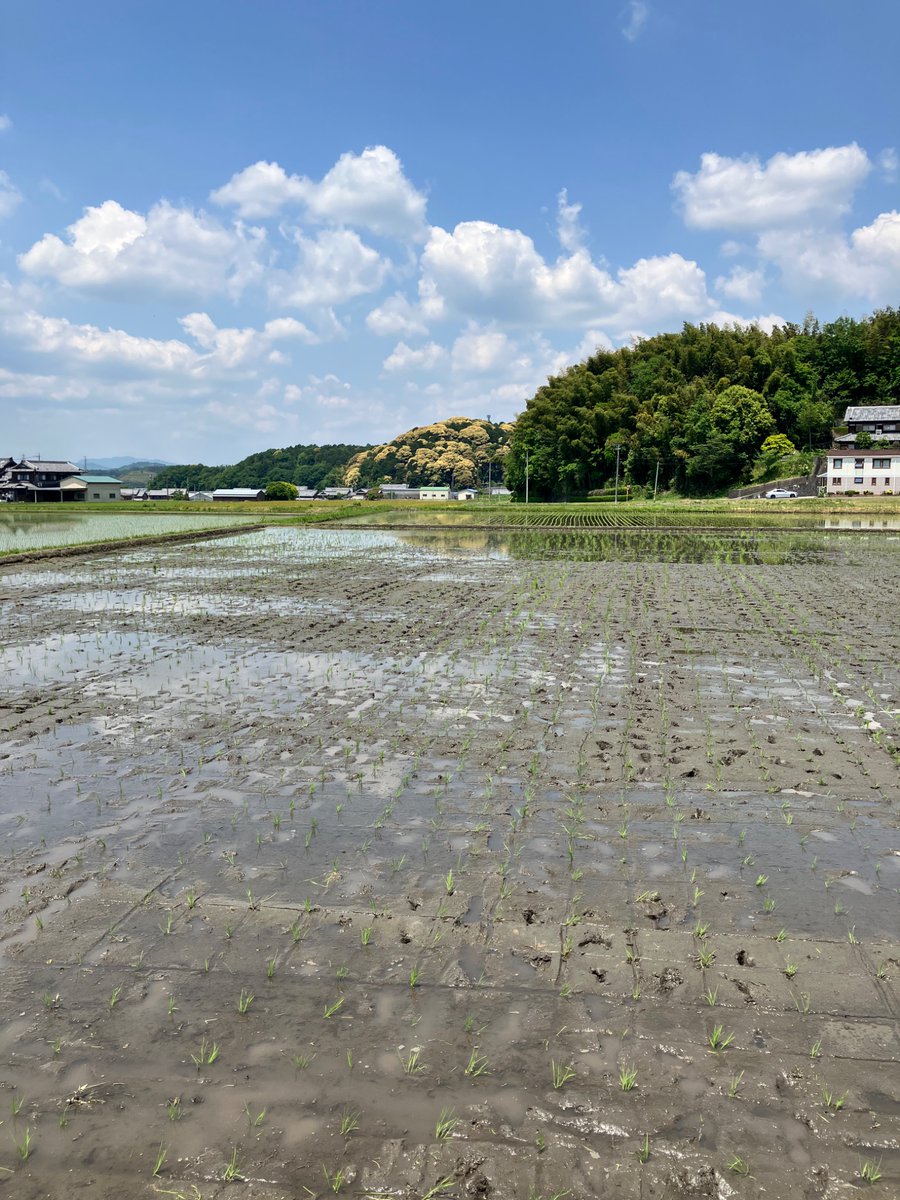 田植えで、新たな才能開花しちゃいました🌸
お昼特製豚汁とおにぎりやおかず、美味でした💕仕事しっかりした後のご飯は格別🍚