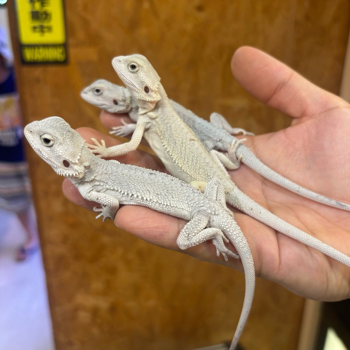 フトアゴヒゲトカゲ