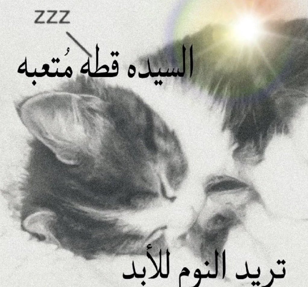قوست tweet media