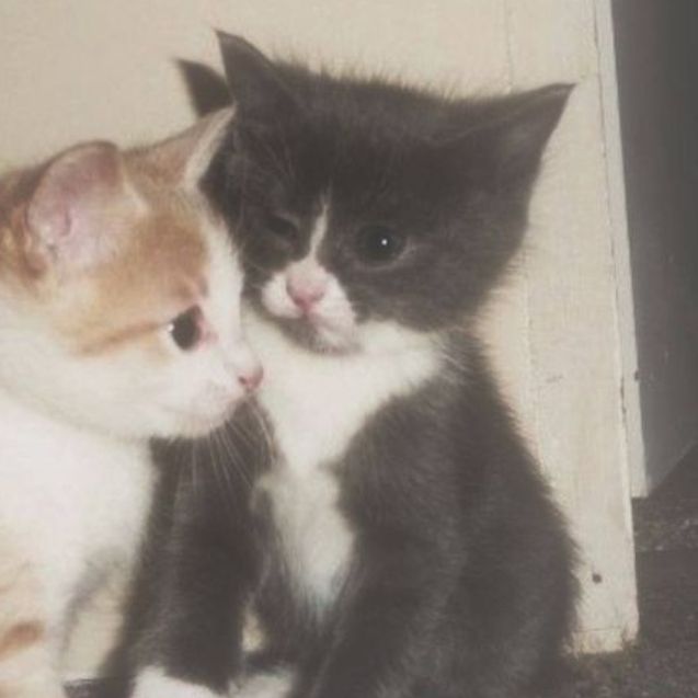 cats 🐈 tweet media