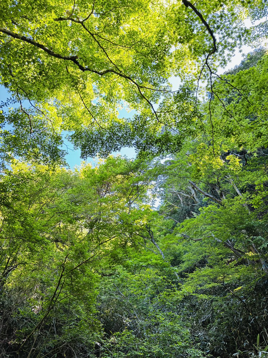 ラムネ tweet media