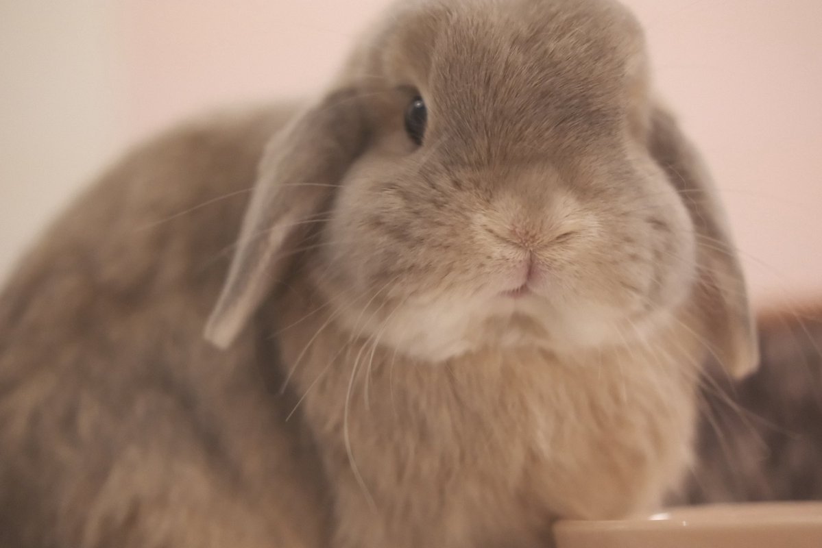 うさぎのチャイ tweet media