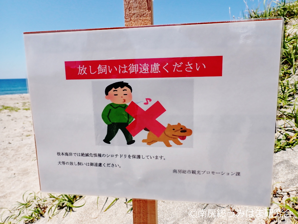 南房総 海辺の記録 tweet media