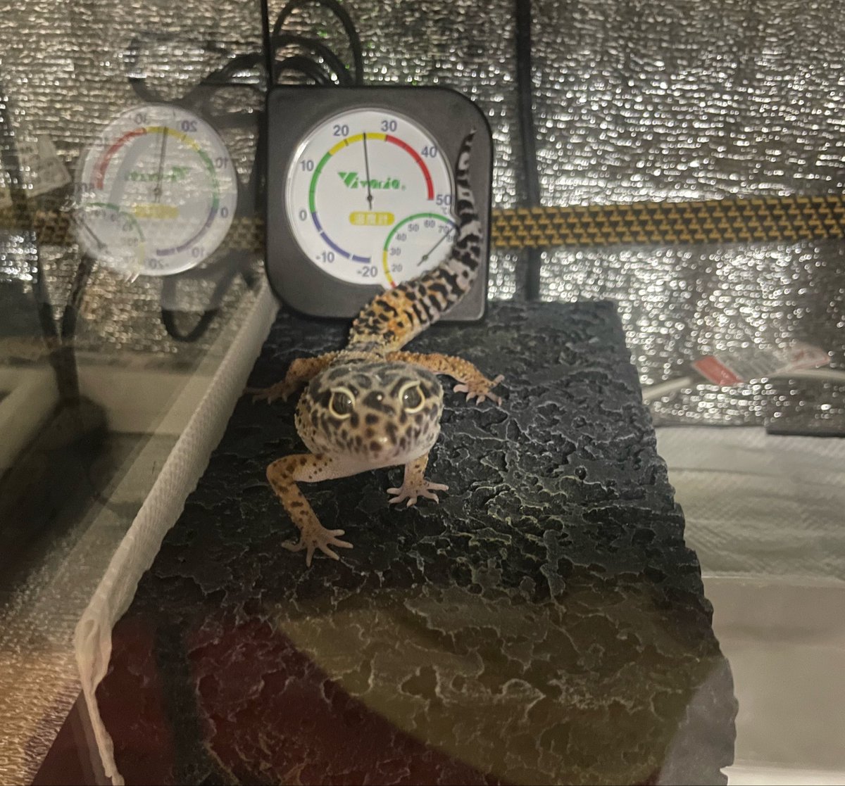 ひるね🦎 tweet media