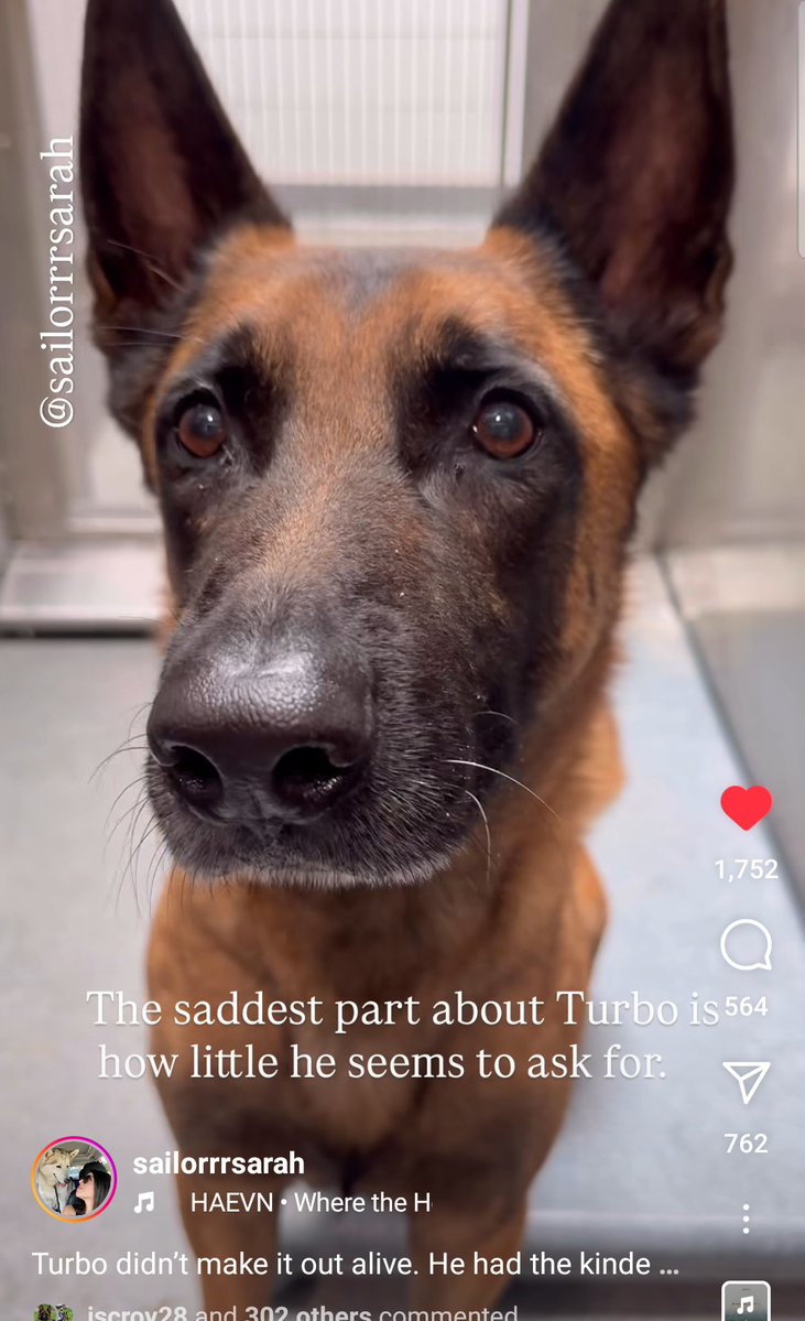 Foster a shelterpet at ZERO COST🐾 tweet media