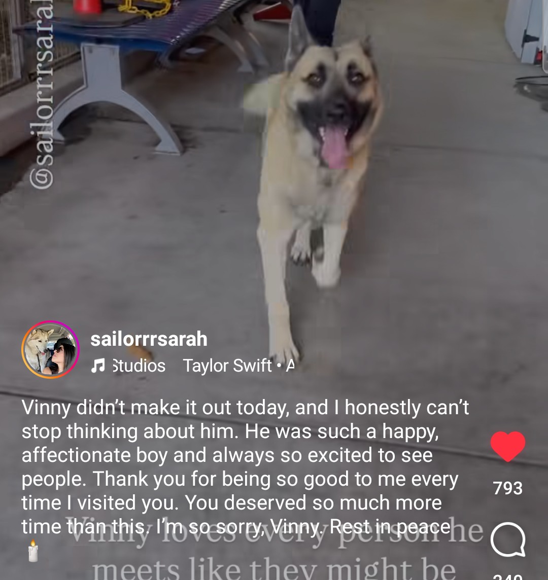 Foster a shelterpet at ZERO COST🐾 tweet media