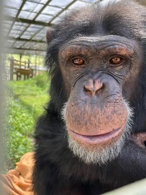 burnamayne2's tweet photo. @crazyclips_ for all the people calling blacks chimps um it’s only this race here that have lips like em lol now let that sink in https://t.co/VCfUyLkrVq