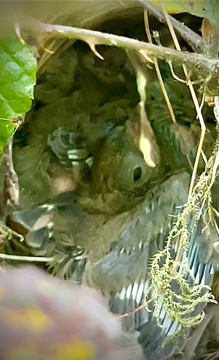 NatureFinder12 tweet media