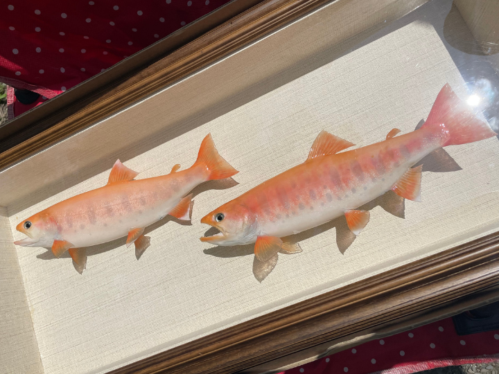 値下げしました　天然やまめの剥製 当養魚場で育ったオレンジに輝くヤマメを剥製にして頂きました。 製作