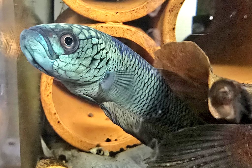 hekune33's tweet photo. メスがめちゃくちゃ赤いとの事でカッコイイのだが、初飼いなのでオスにしか目がいかん https://t.co/Miqjm9K2kE