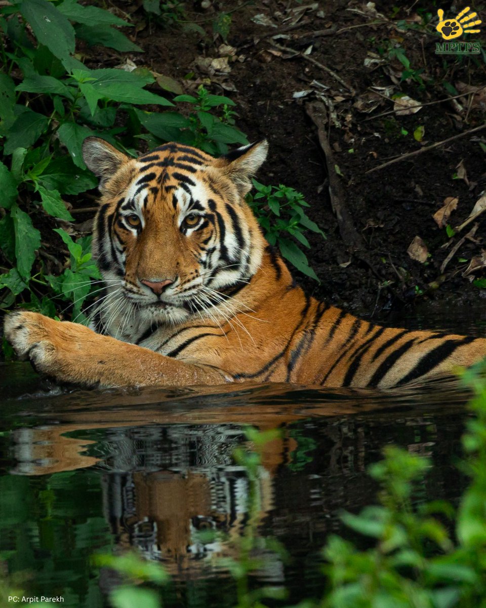 MP Tiger Foundation Society tweet media