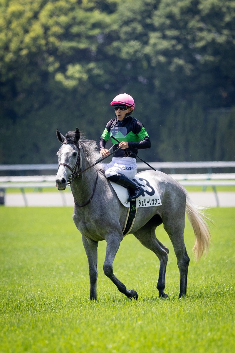 umatonekoship's tweet photo. 2026.5.16
東京競馬場 4R
シェリーシュシュ
ゴールドシップ産駒
大竹正博厩舎
佐々木大輔騎手 https://t.co/jdqp7sAiSi