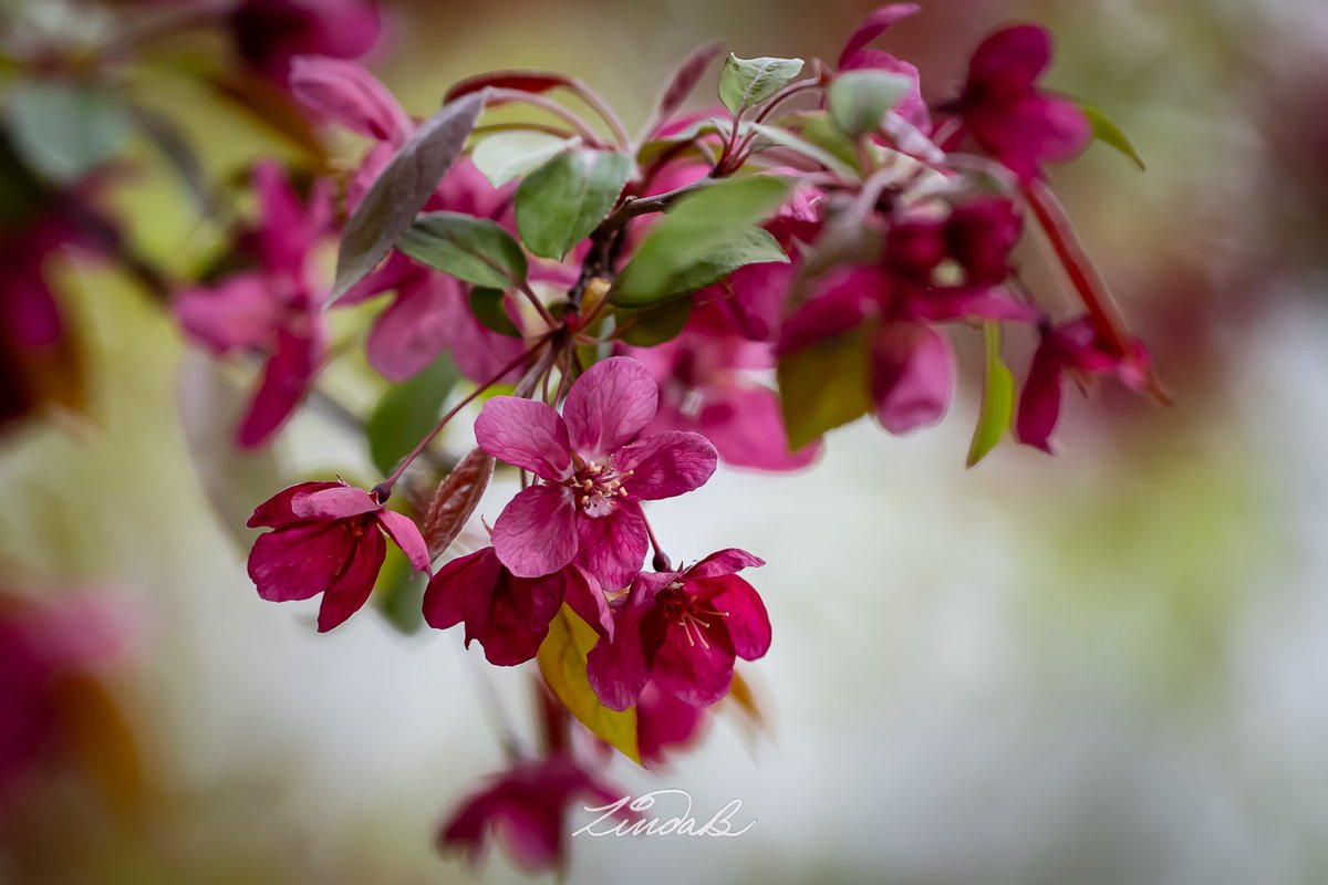 LSBofEBB's tweet photo. Southern Crabapple
Walked on a part of the trail I have only biked on in the summer, and I came across this beauty.  Love that deep color! 

#godshandiwork #pinkflowers #depthoffield #tree #getoutsideandexplore #photographer #RhodeIsland https://t.co/G57jEUEBQP