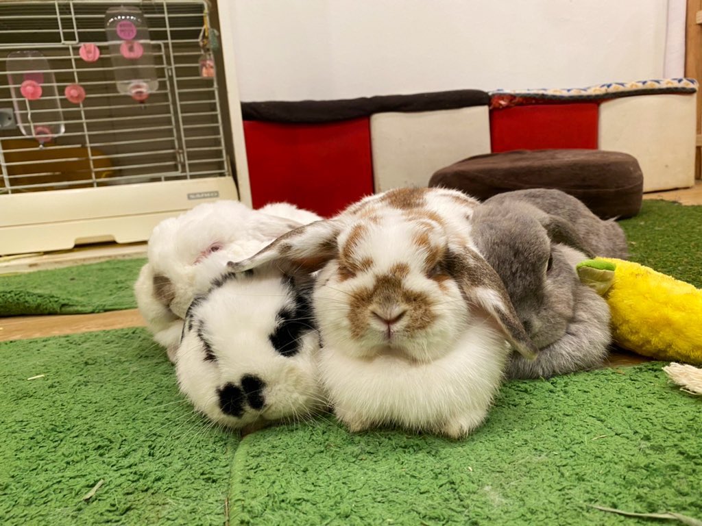 うさぎカフェ もふれる tweet media