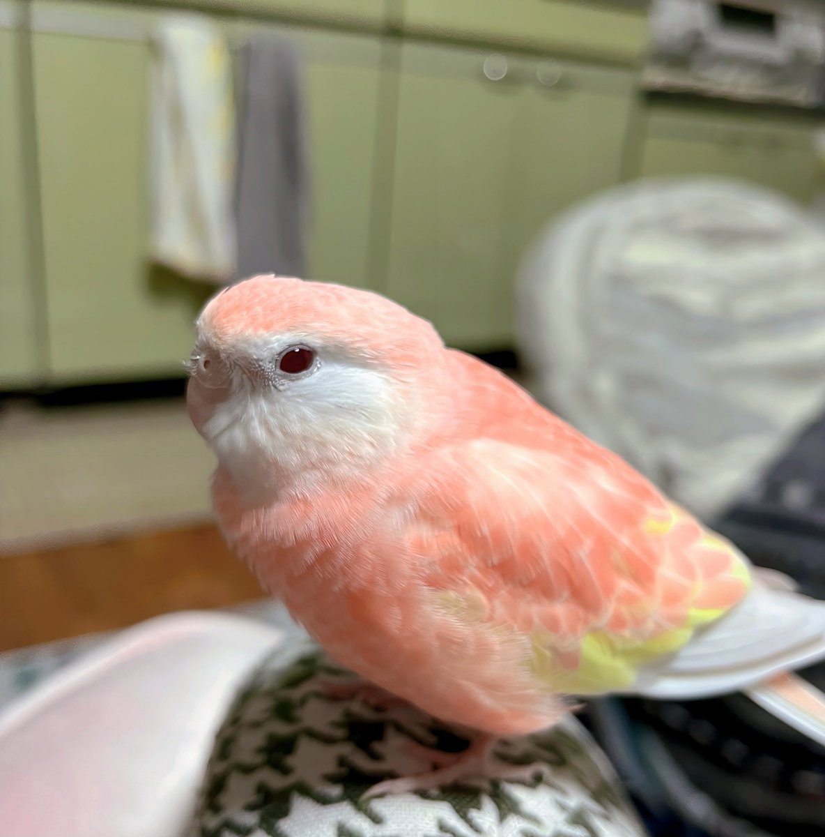 dosukoi_finch い、色んな色の子がいるよ……