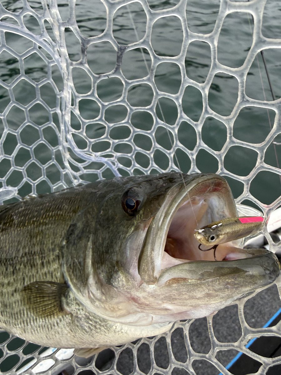 OX_Bassfishing's tweet photo. GW釣果
魚皮イチリンとヴィローラハードで発見した使い方での西湖モンスター2.9kg👾
ACES64SULJ  VerZERO とPE(0.4号)＋リーダー（4lb）の組み合わせはロープ絡みながらもグイグイと持ち上げてくれて無事キャッチ🎣
#西湖
#FreshBaitLures
#dstyle
#Fenwick https://t.co/7QkUBJuURI