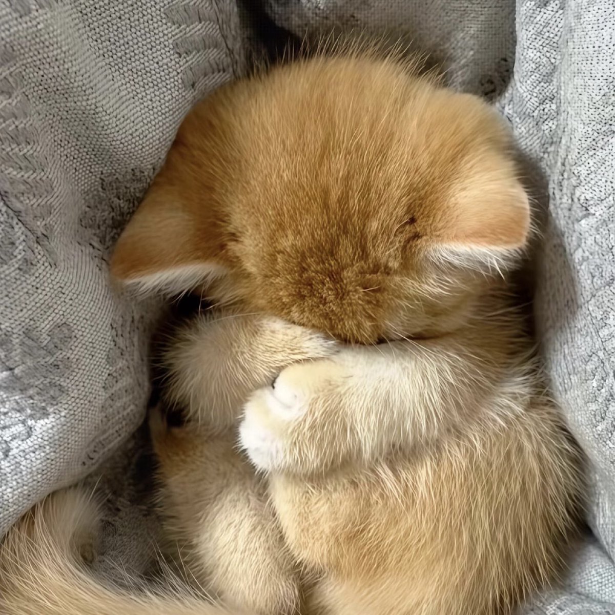 圆咕隆咚村村力 tweet media