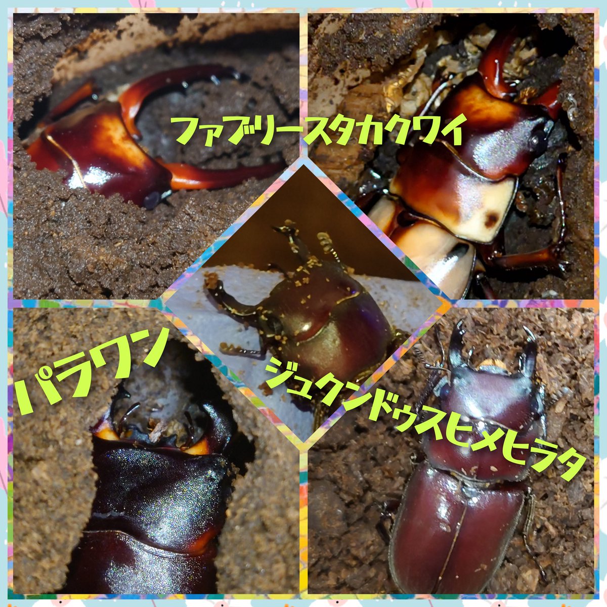 dmk活動 tweet media