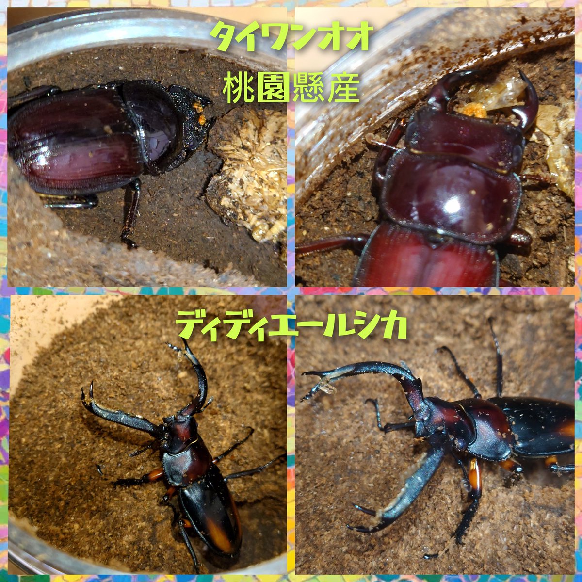 dmk活動 tweet media