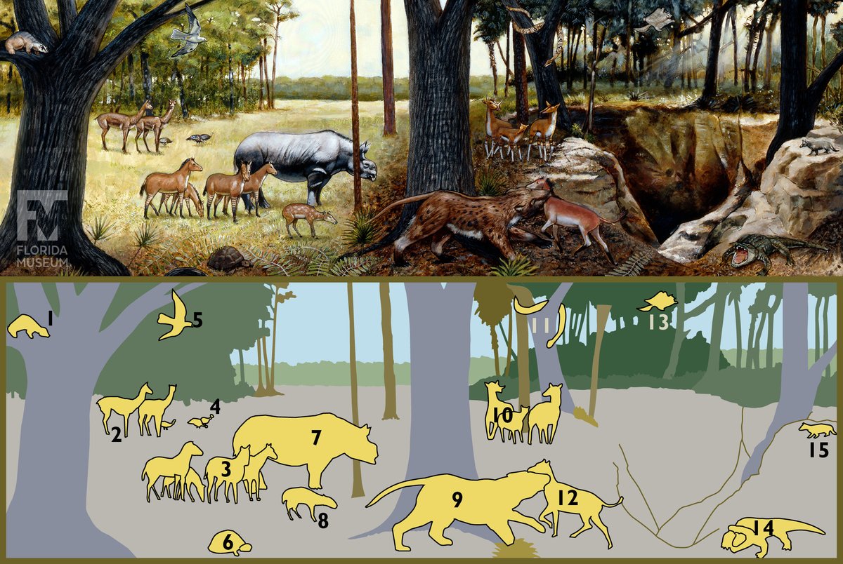 Florida Museum tweet media
