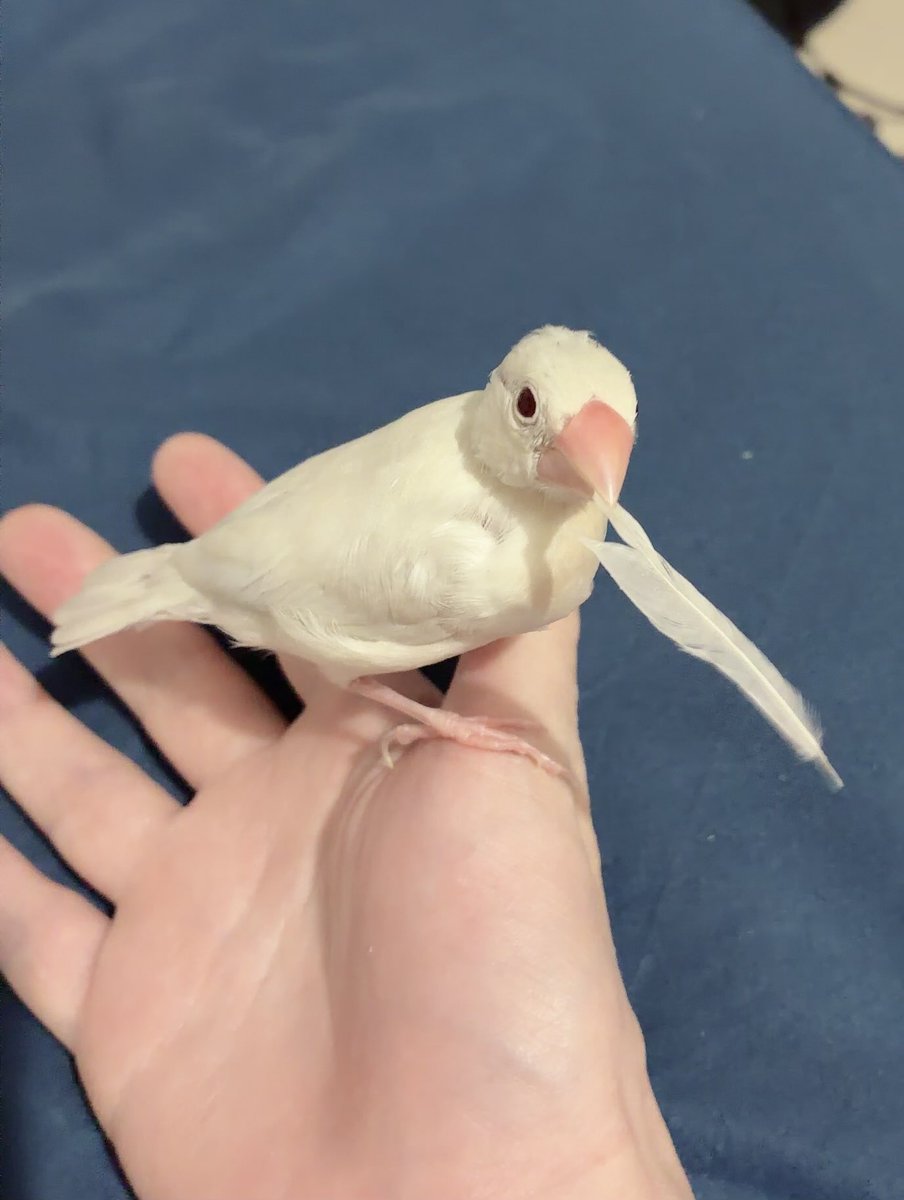シトラスグリーンリース&2羽の文鳥さん 今まで見た中で1番大きい羽抜けてた