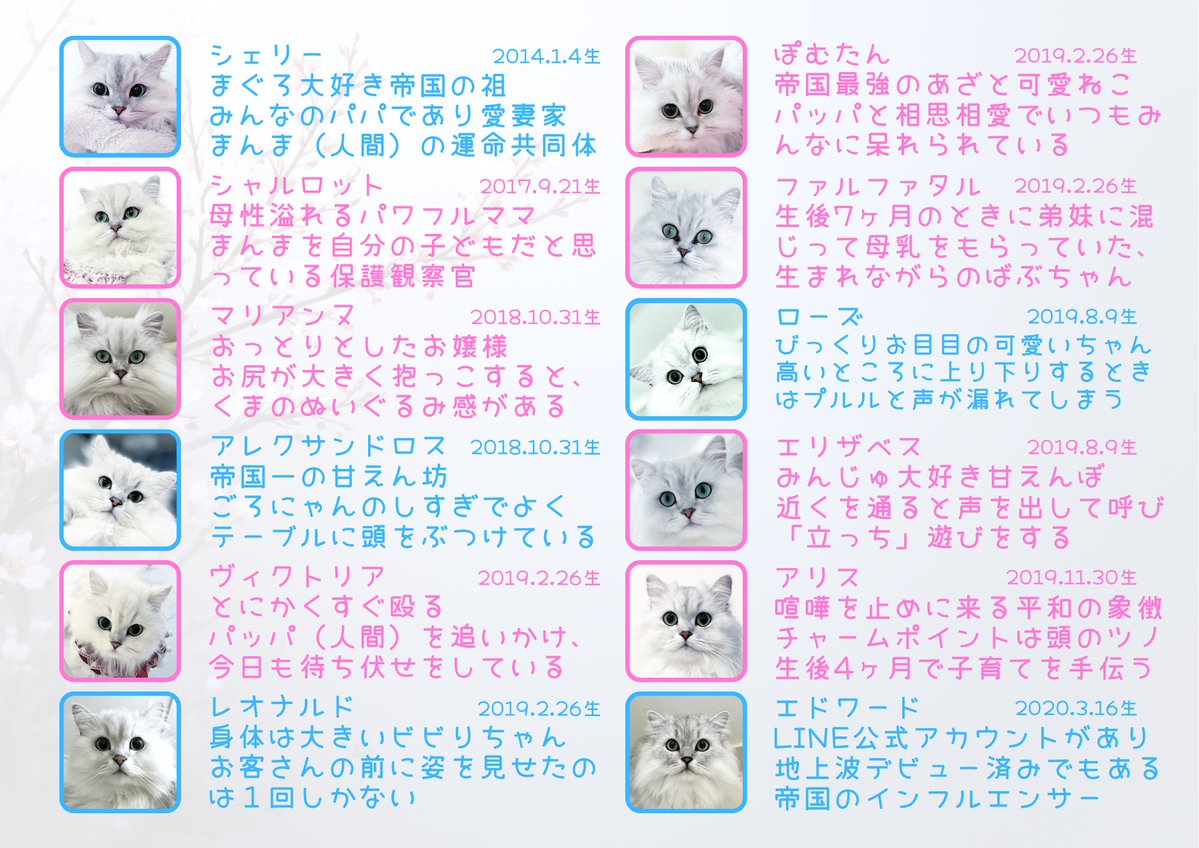 チンチラ帝国🐱カレンダー発売中 tweet media