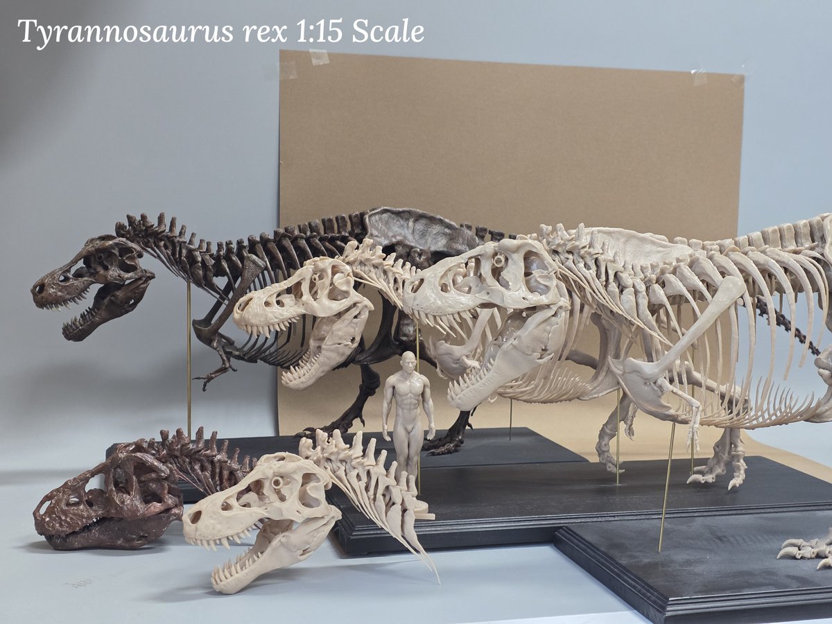 vitaimagination's tweet photo. 티라노사우루스는 사랑입니다. 

#티라노사우루스 #Tyrannosaurus #trex #3dprint https://t.co/TxXmWhlMXP