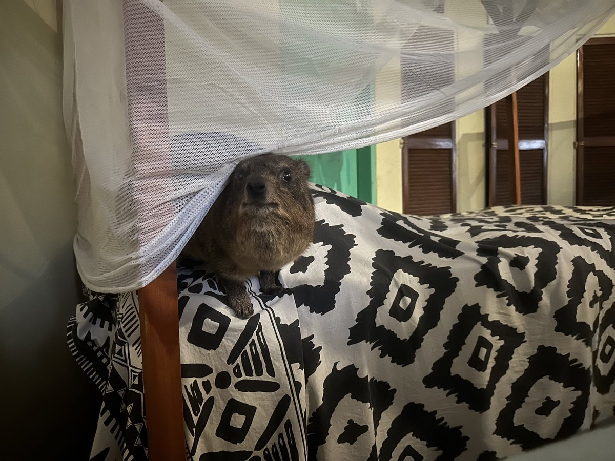 hyrax_hub's tweet photo. When she’s not sticking her tongue out, Câline the hyrax always looks perpetually anxious for no reason https://t.co/dHig0mcXMU