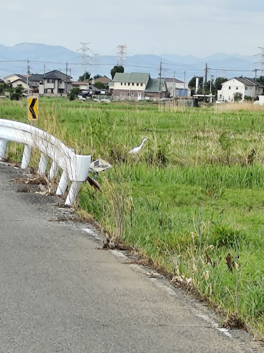 ウォリーの正解です✨白鷺は⭕️印のガードレールの向こうに立っています😄