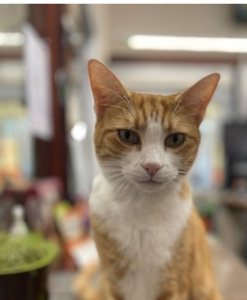 George The Stourbridge Junction Station Cat tweet media