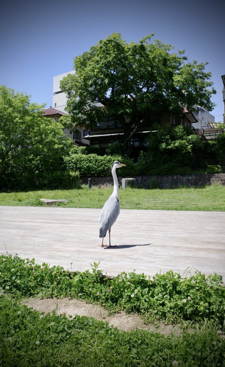 Ponta@kyoto(・∀・) tweet media