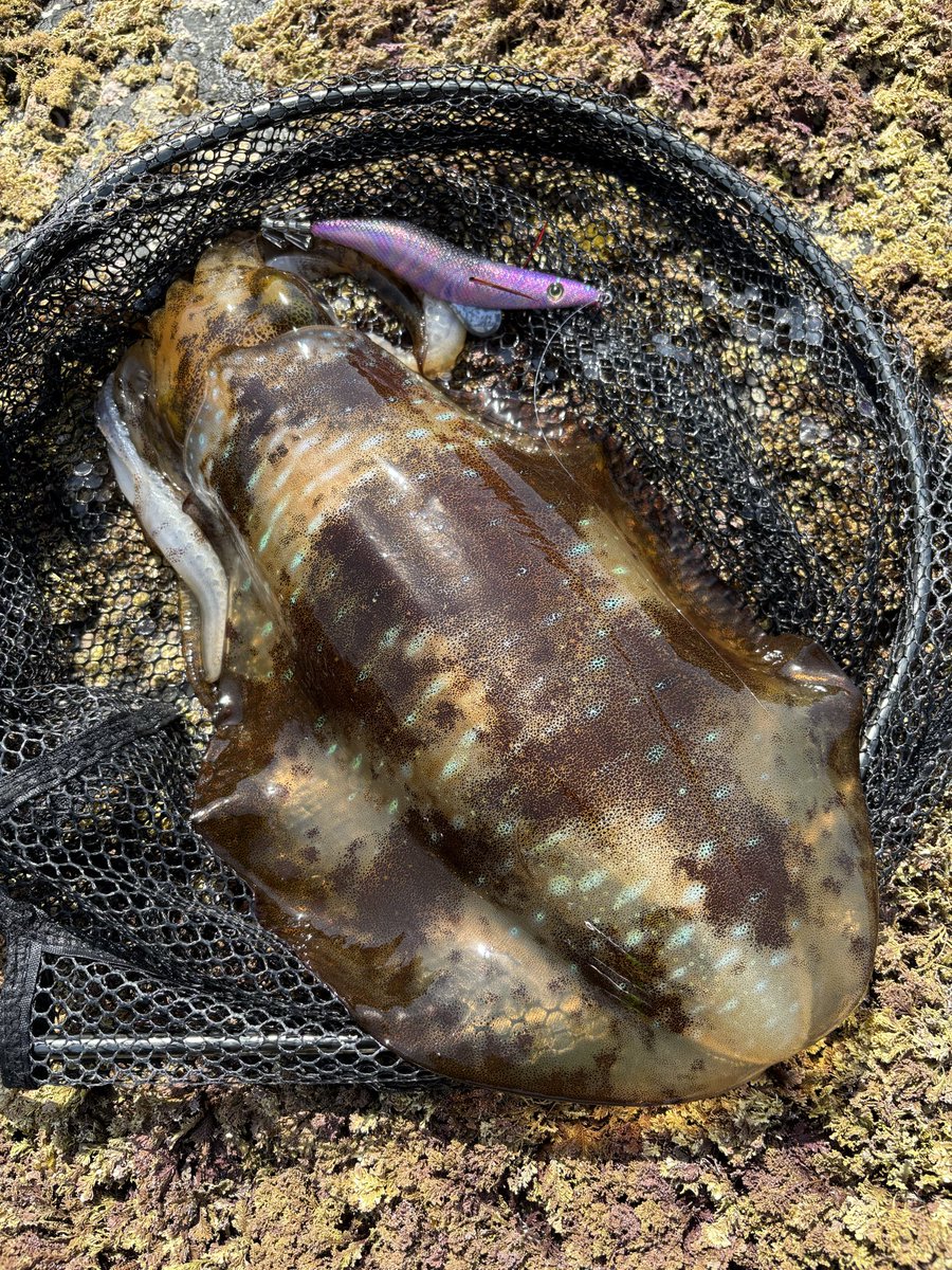 SZaki1125's tweet photo. エギシャープ3.8号で釣れた良いサイズのメスイカちゃん🦑
約1年ぶりの長崎北部、去年と違って釣れそう👍

#キーストン
#エギシャープ 
#エギング https://t.co/ThaQxzx0Gm