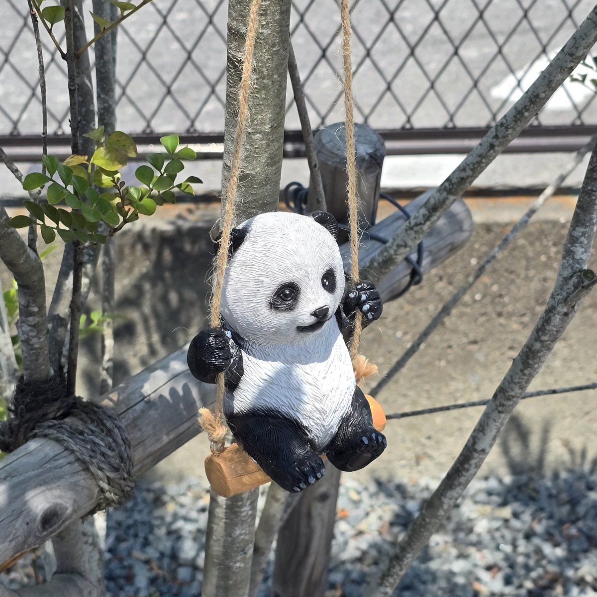ぱんちゃん🐼 tweet media