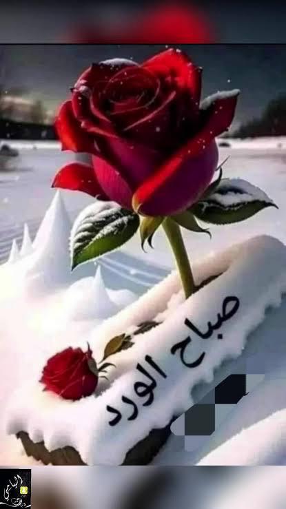 البلدي tweet media