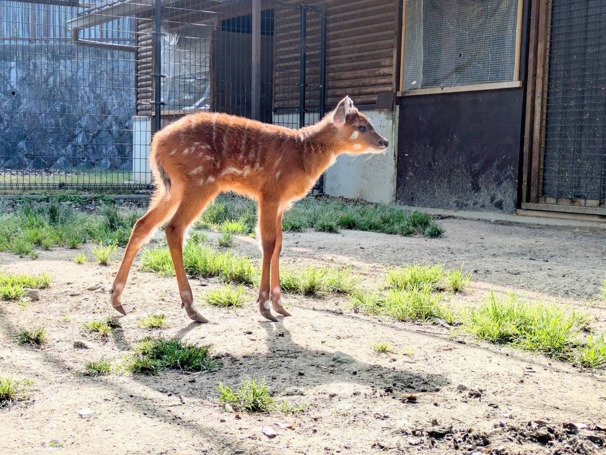神戸市立王子動物園（公式） tweet media