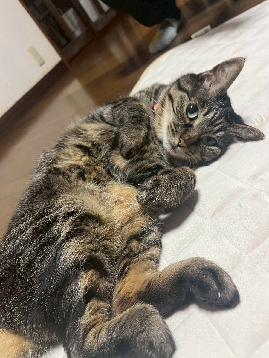 ねこ tweet media