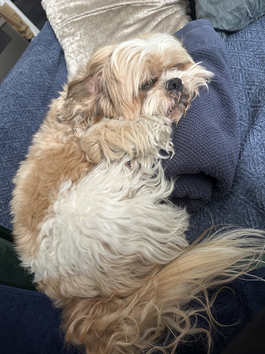 roybucho's tweet photo. どっちが頭でどっちがお尻か
たまに分からないよね🤭💓🐶 https://t.co/Slg3vxzY68