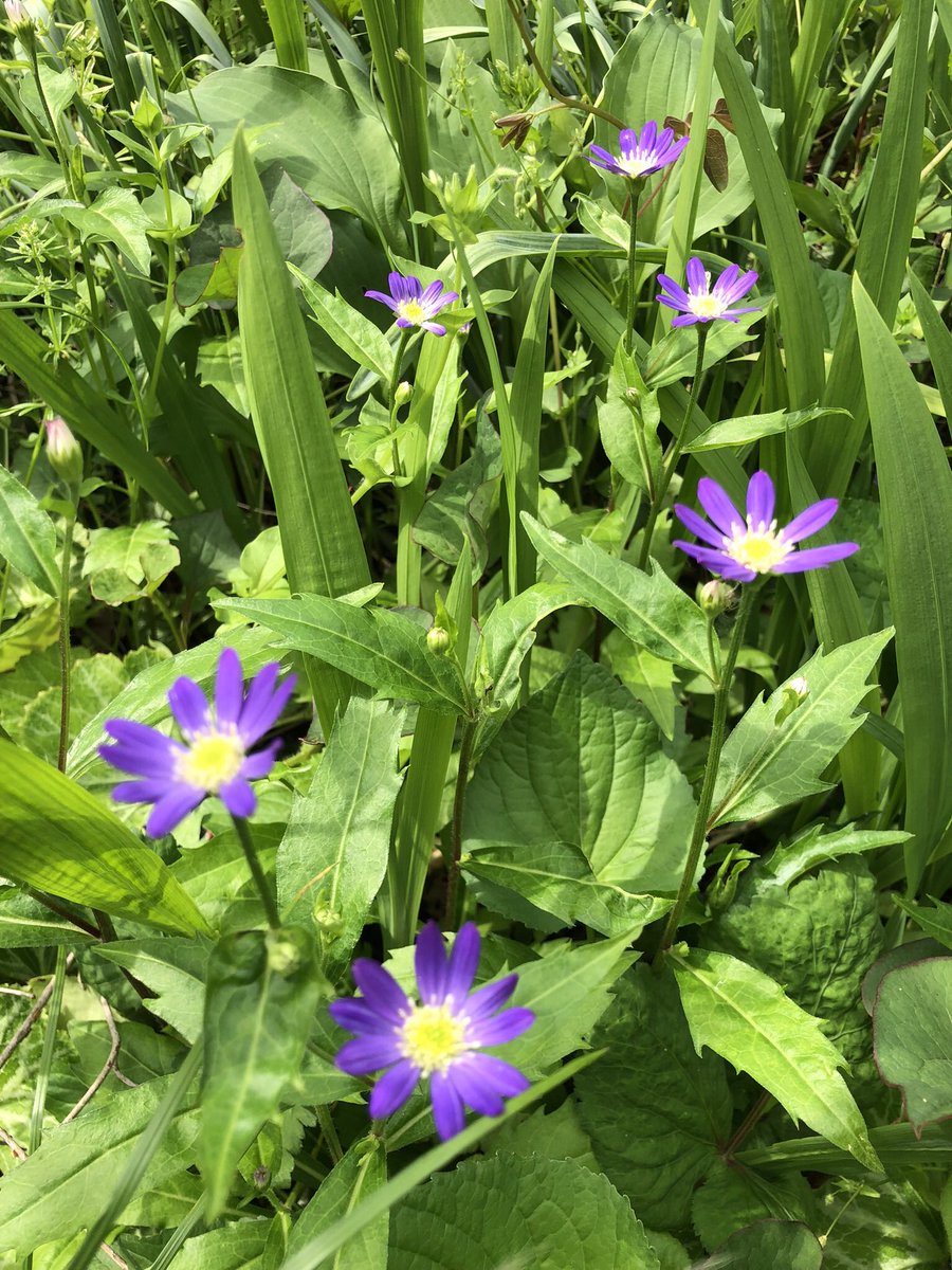 eikochiko25's tweet photo. 裏庭の花🌸 https://t.co/kz6rU3a9Ks