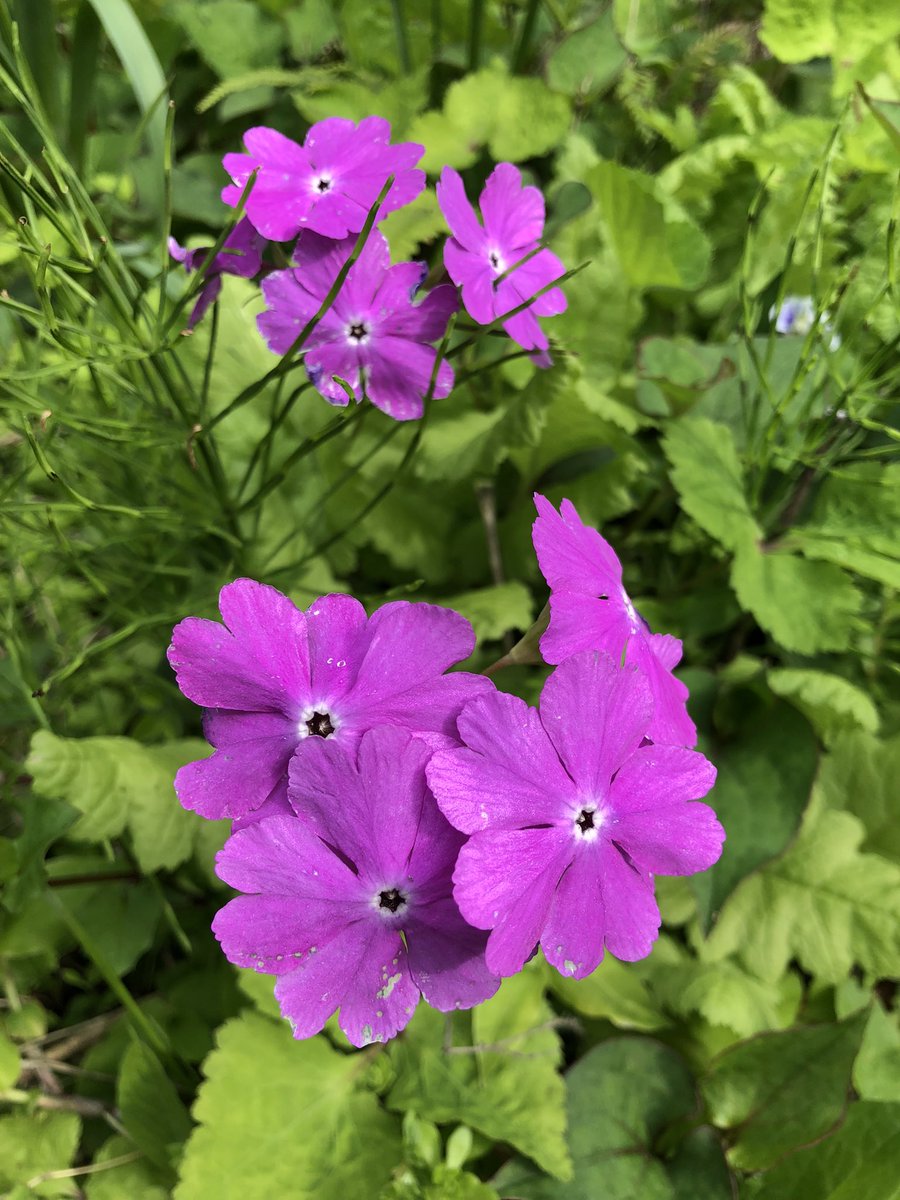 eikochiko25's tweet photo. 裏庭の花🌸 https://t.co/kz6rU3a9Ks