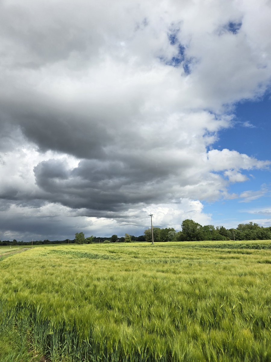 Pierre-Alexis Marre 🌾🌻🌽 tweet media