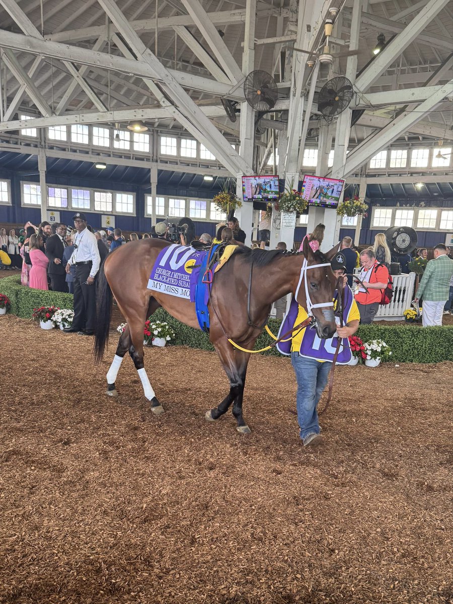EquineMediRec's tweet photo. My Miss Mo getting ready to race @LaurelPark in the Black Eyed Susan (Gr. 2) for trainer @SaffieJosephJr 🐎 

#HorseRacing #Preakness https://t.co/8DmmcUg54c