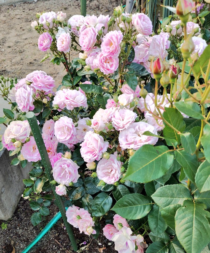 Post by にゃんこさん on X: 🐾薔薇🌹