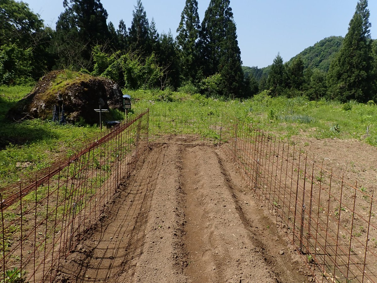 FernHanpen's tweet photo. 今日辺りで一斉に芽が出ると思ったのだけど、数株だけだった。
オルトラン撒くのは来週にしよう。 https://t.co/1lieZxQ5C1