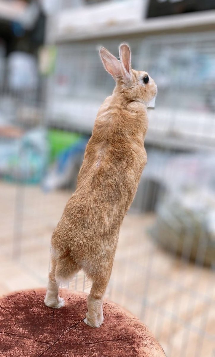 旅の日 という事で 『かわいい🐰には旅をさせよ❗️』 へやんぽ（旅