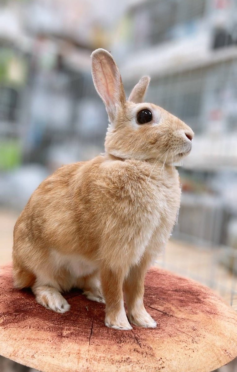 旅の日 という事で 『かわいい🐰には旅をさせよ❗️』 へやんぽ（旅