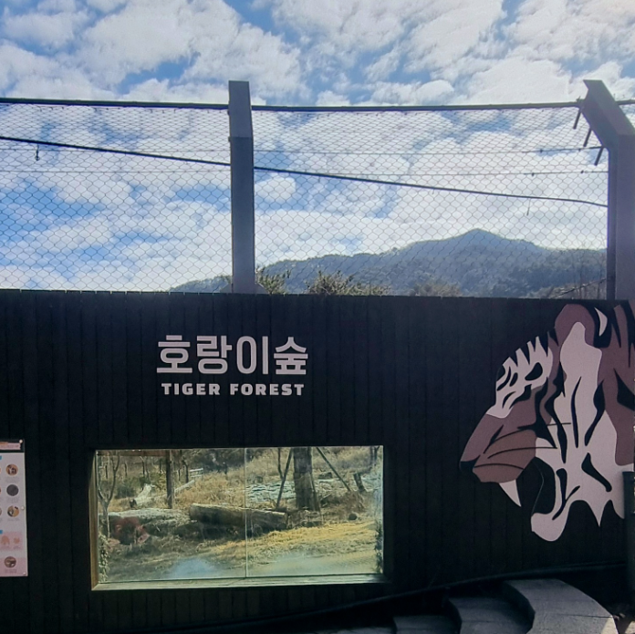 오로라 tweet media