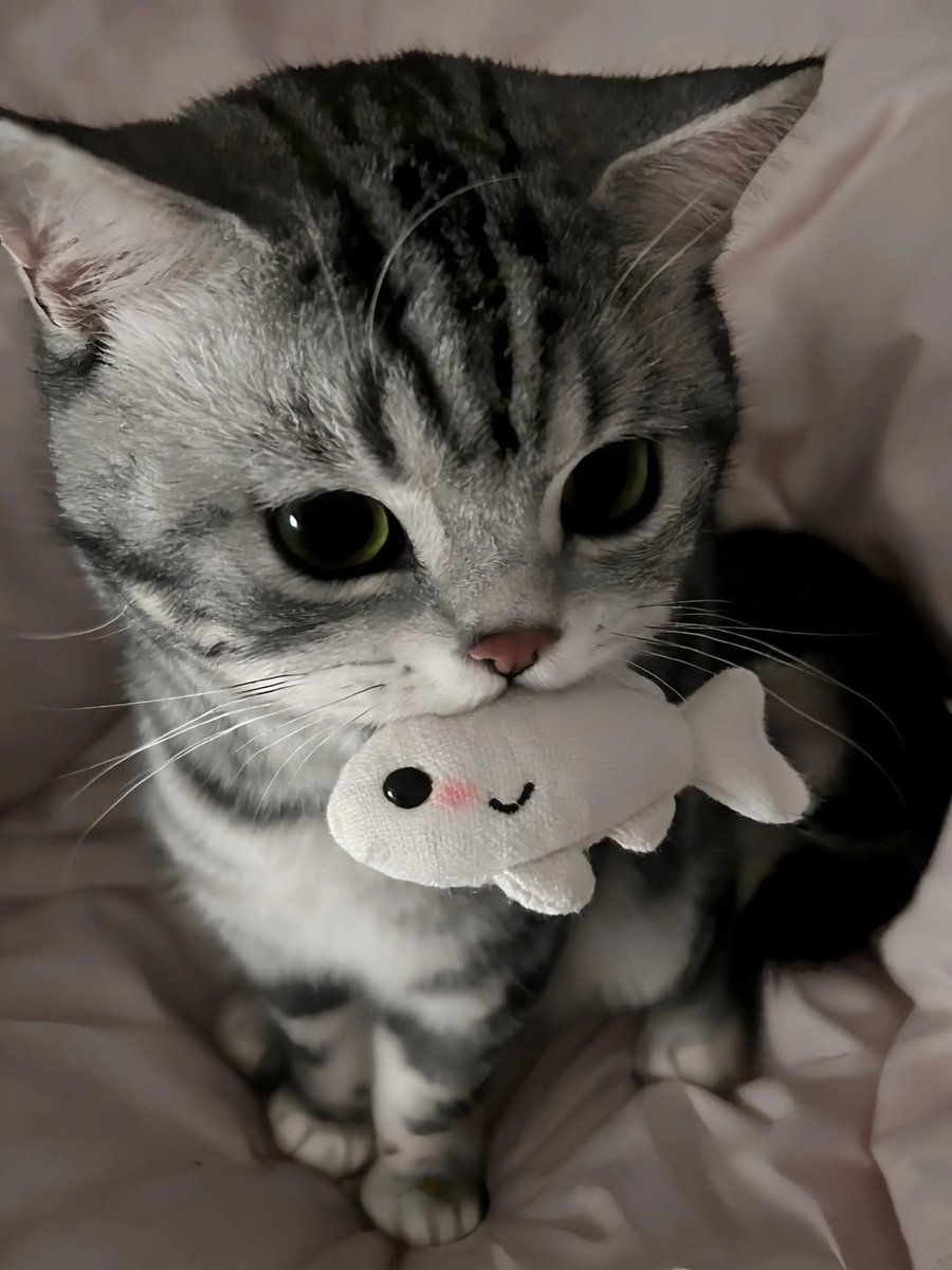 Cat 🐈 tweet media
