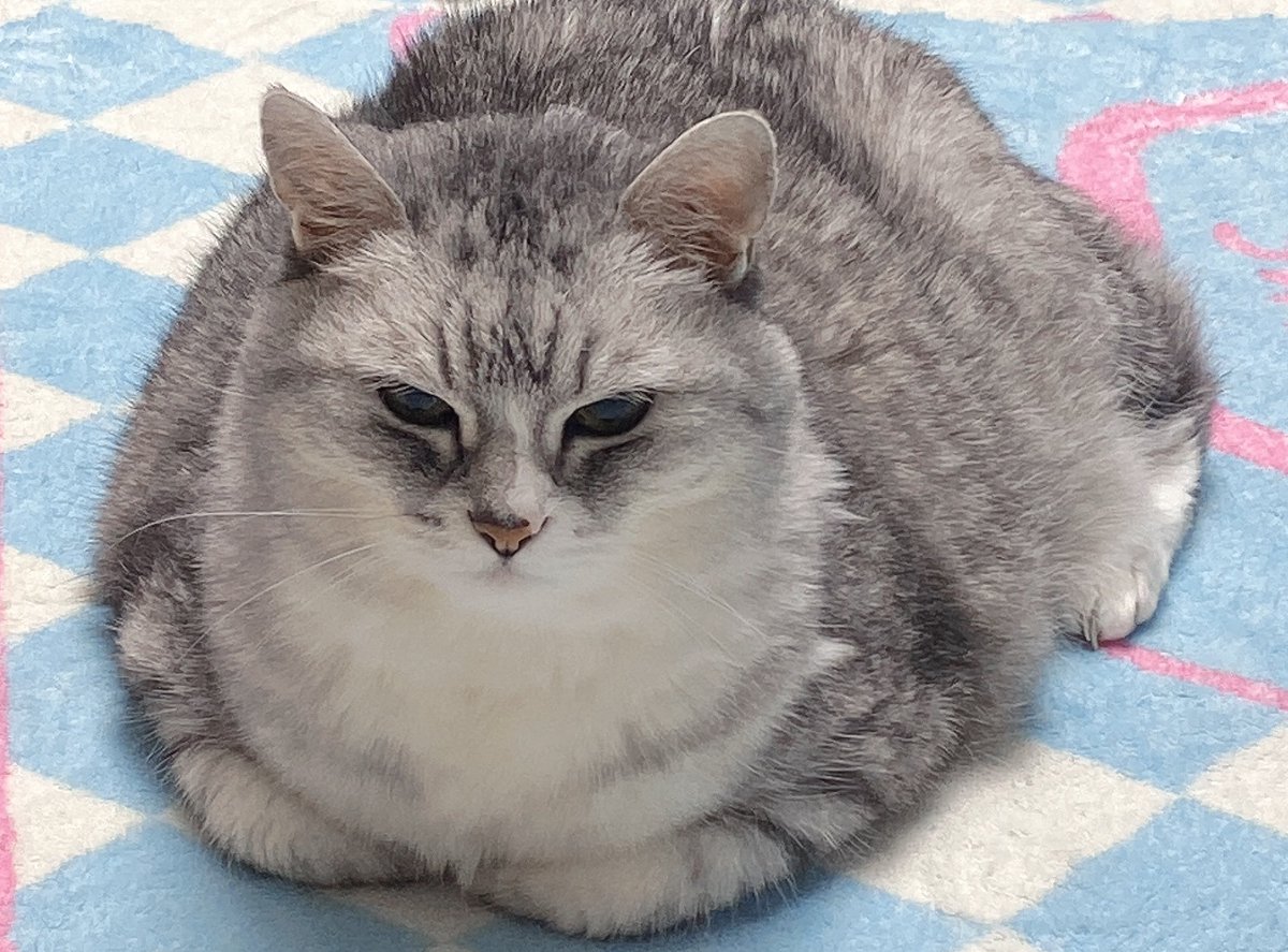 고양이 트윗 번역계猫ポスト翻訳垢🐱 tweet media