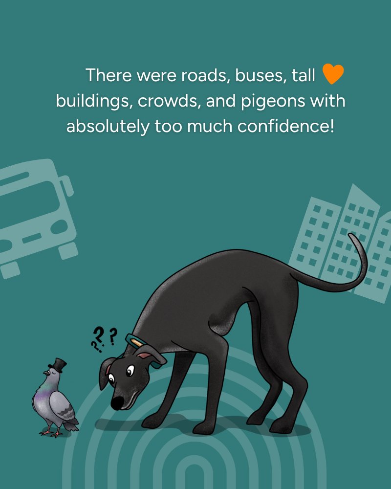 GreyhoundHoming's tweet photo. Graham the greyhound has swapped his usual stomping grounds for the sights and sounds of the big city… 🏙️🐾
Read his latest Dog With A Blog here: https://t.co/opN0mmBov9
#DogWithABlog #Greyhound #AdoptAGreyhound https://t.co/9Exx0dAiYJ